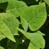 Salvia sclarea -- Muskatellersalbei